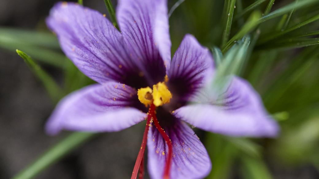 Crocus Sativus L. bloem