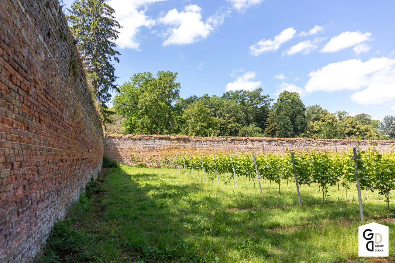 Wijngaard aan Kasteel van Duras