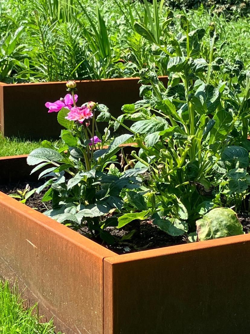 GROEIBAK PLANTEN - MOESTUIN