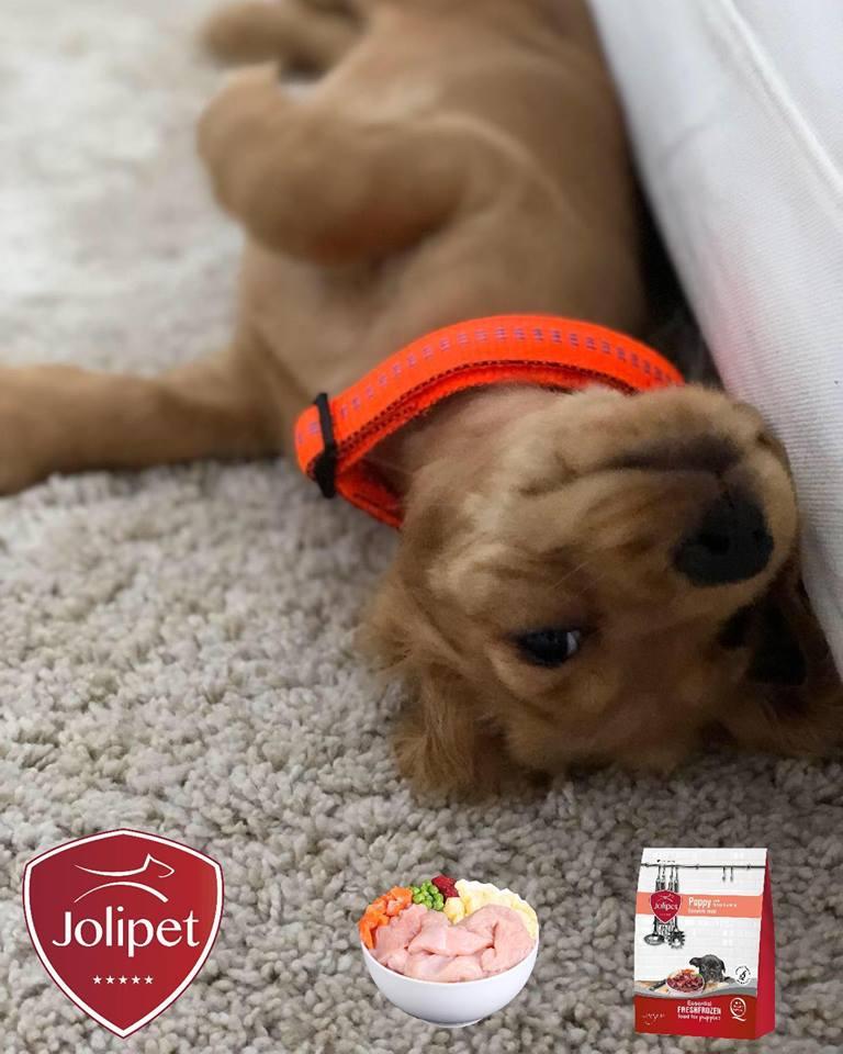 Jolipet for Pups