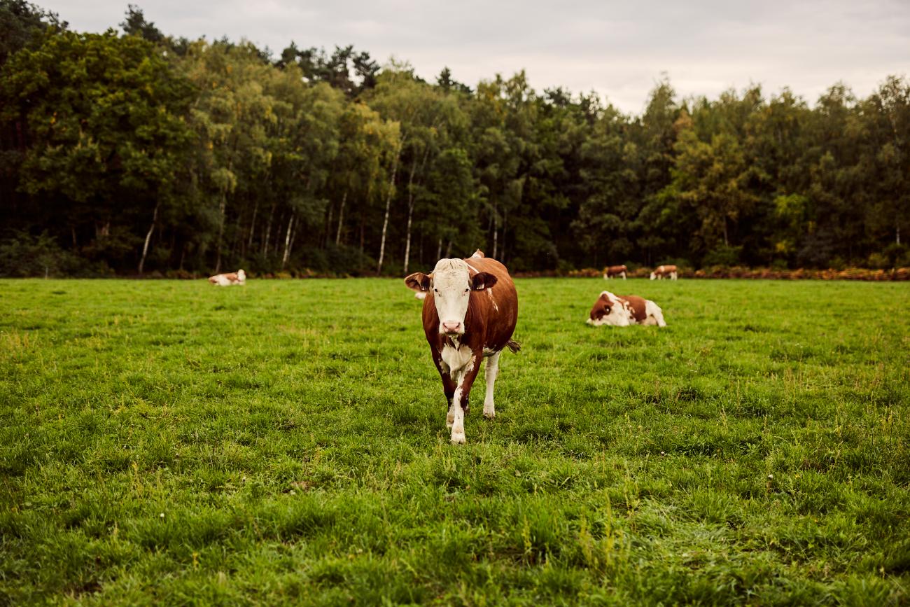 Biologisch rundvlees van de eigen hoeve 