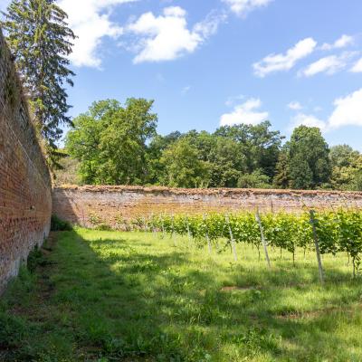 Wijngaard aan Kasteel van Duras