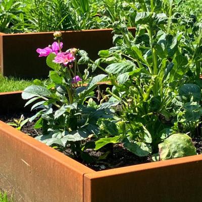 GROEIBAK PLANTEN - MOESTUIN