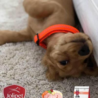 Jolipet for Pups