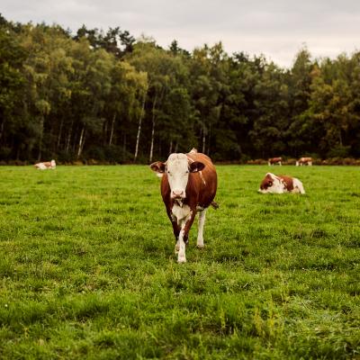 Biologisch rundvlees van de eigen hoeve 