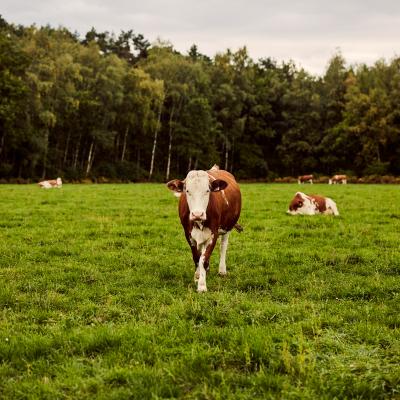 Biologisch rundvlees van de eigen hoeve 